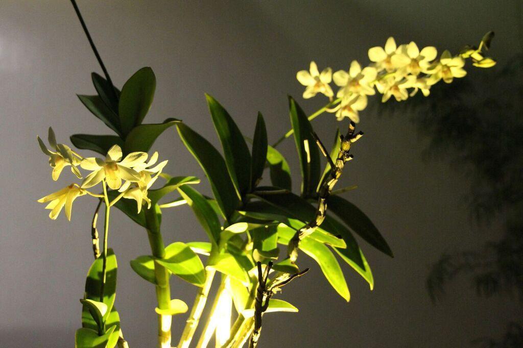 Orchid Lagan Place Palawan Puerto Princesa ภายนอก รูปภาพ